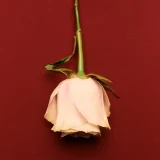 zara product image